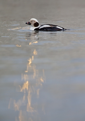 <i class='fa fa-user'></i>&nbsp;Bouke Atema&nbsp;|   IJseend&nbsp; <i class='fa fa-eye'>&nbsp;488</i> &nbsp; <i class='fa fa-comment-o'>&nbsp;7</i>