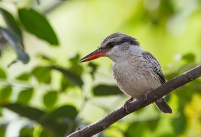 <i class='fa fa-user'></i>&nbsp;charlysax&nbsp;|   Gestreepte IJsvogel&nbsp; <i class='fa fa-eye'>&nbsp;341</i> &nbsp;<i class='fa fa-thumbs-up'>&nbsp;2</i> &nbsp; <i class='fa fa-comment-o'>&nbsp;5</i>