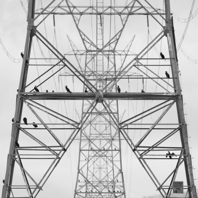 <i class='fa fa-user'></i>&nbsp;Gert-Jan Cromwijk&nbsp;|   Aalscholver&nbsp; <i class='fa fa-eye'>&nbsp;394</i> &nbsp;<i class='fa fa-thumbs-up'>&nbsp;5</i> &nbsp; <i class='fa fa-comment-o'>&nbsp;12</i>