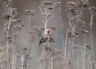 <i class='fa fa-user'></i>&nbsp;vanmarle&nbsp;|   Grote Barmsijs&nbsp; <i class='fa fa-eye'>&nbsp;614</i> &nbsp;<i class='fa fa-thumbs-up'>&nbsp;15</i> &nbsp; <i class='fa fa-comment-o'>&nbsp;20</i>