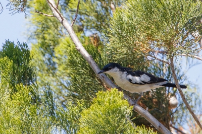 <i class='fa fa-user'></i>&nbsp;Kees de Jager&nbsp;|   Grijsstuittriller&nbsp; <i class='fa fa-eye'>&nbsp;224</i> &nbsp; <i class='fa fa-comment-o'>&nbsp;2</i>