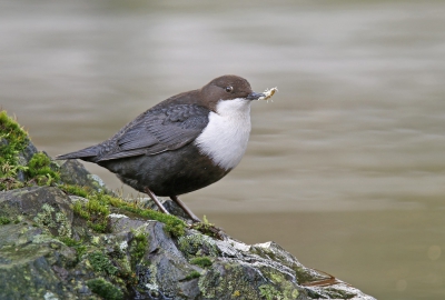 <i class='fa fa-user'></i>&nbsp;Gejo Wassink&nbsp;|   Waterspreeuw&nbsp; <i class='fa fa-eye'>&nbsp;535</i> &nbsp;<i class='fa fa-thumbs-up'>&nbsp;5</i> &nbsp; <i class='fa fa-comment-o'>&nbsp;12</i>