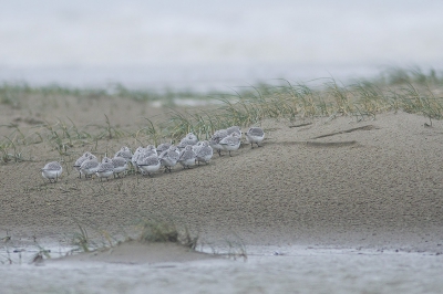 <i class='fa fa-user'></i>&nbsp;Wilco Busstra&nbsp;|   Drieteenstrandloper&nbsp; <i class='fa fa-eye'>&nbsp;398</i> &nbsp;<i class='fa fa-thumbs-up'>&nbsp;1</i> &nbsp; <i class='fa fa-comment-o'>&nbsp;8</i>