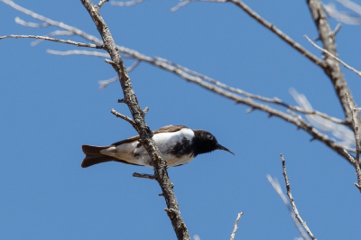 <i class='fa fa-user'></i>&nbsp;Kees de Jager&nbsp;|   Rouwhoningeter&nbsp; <i class='fa fa-eye'>&nbsp;193</i> &nbsp; <i class='fa fa-comment-o'>&nbsp;0</i>