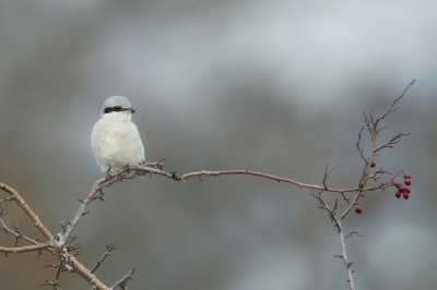 <i class='fa fa-user'></i>&nbsp;Frank Kremer&nbsp;|   Klapekster&nbsp; <i class='fa fa-eye'>&nbsp;632</i> &nbsp;<i class='fa fa-thumbs-up'>&nbsp;15</i> &nbsp; <i class='fa fa-comment-o'>&nbsp;19</i>