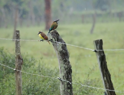 <i class='fa fa-user'></i>&nbsp;guido mwm&nbsp;|   Wenkbrauwmotmot&nbsp; <i class='fa fa-eye'>&nbsp;325</i> &nbsp; <i class='fa fa-comment-o'>&nbsp;5</i>