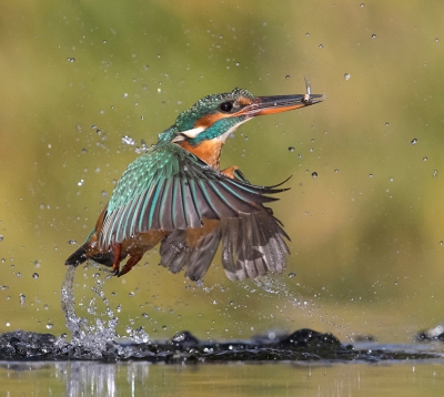 Geweldig hoe ze uit het water komen met al die spetters.