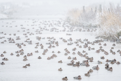 <i class='fa fa-user'></i>&nbsp;jwchess&nbsp;|   Smient&nbsp; <i class='fa fa-eye'>&nbsp;431</i> &nbsp;<i class='fa fa-thumbs-up'>&nbsp;3</i> &nbsp; <i class='fa fa-comment-o'>&nbsp;9</i>