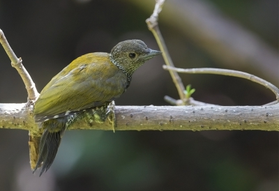 <i class='fa fa-user'></i>&nbsp;charlysax&nbsp;|   Termietenspecht&nbsp; <i class='fa fa-eye'>&nbsp;328</i> &nbsp; <i class='fa fa-comment-o'>&nbsp;2</i>