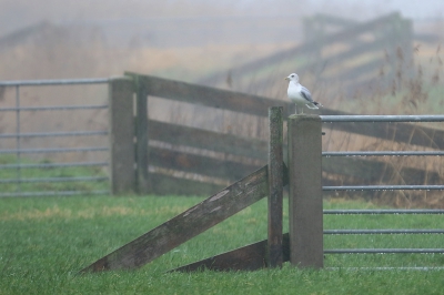 Ondanks de motregen, toch maar even de polder in. In eerste instantie dacht ik , mwah... een stormmeeuw, maar toen zag ik het lijnenspel van de hekwerken. Toen toch maar een foto gemaakt.