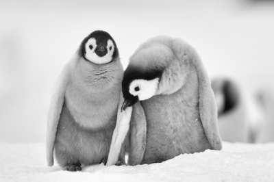 <i class='fa fa-user'></i>&nbsp;Arjen Drost&nbsp;|   Keizerspingu�n&nbsp; <i class='fa fa-eye'>&nbsp;501</i> &nbsp;<i class='fa fa-thumbs-up'>&nbsp;4</i> &nbsp; <i class='fa fa-comment-o'>&nbsp;24</i>