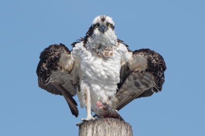 <i class='fa fa-user'></i>&nbsp;Hans Overduin&nbsp;|   Visarend&nbsp; <i class='fa fa-eye'>&nbsp;687</i> &nbsp;<i class='fa fa-thumbs-up'>&nbsp;14</i> &nbsp; <i class='fa fa-comment-o'>&nbsp;11</i>