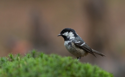 Wat een gezellig geluid maken de zwarte mezen. Maar wat zijn ze ongedurig... ze zitten bijna nooit stil.
Vanwege de regen wat naar vogeltjes gekeken.
Het werd helaas nauwelijks licht. Dus hoge iso.