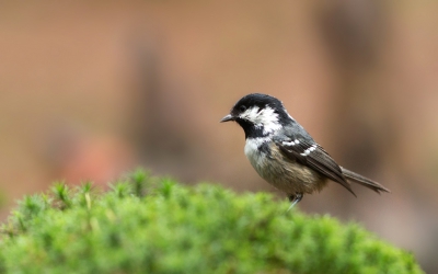 Wat een gezellig geluid maken de zwarte mezen. Maar wat zijn ze ongedurig... ze zitten bijna nooit stil.
Vanwege de regen wat naar vogeltjes gekeken.
Het werd helaas nauwelijks licht. Dus hoge iso.