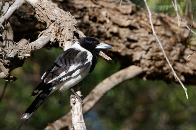 <i class='fa fa-user'></i>&nbsp;Kees de Jager&nbsp;|   Zwartkeelorgelvogel&nbsp; <i class='fa fa-eye'>&nbsp;232</i> &nbsp; <i class='fa fa-comment-o'>&nbsp;1</i>