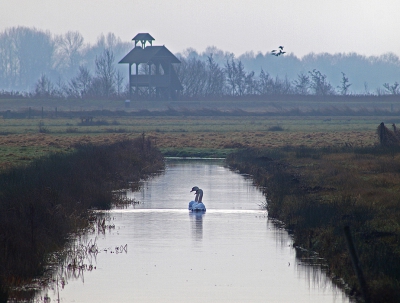 Mooie diepte in de foto met knobbelzwanen in de sloot en de uitkijktoren bij het Zuidlaardermeer op de achtergrond. Het plukje ganzen voegt hier nog iets toe.