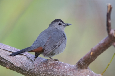 <i class='fa fa-user'></i>&nbsp;Bouke Atema&nbsp;|   Katvogel&nbsp; <i class='fa fa-eye'>&nbsp;311</i> &nbsp; <i class='fa fa-comment-o'>&nbsp;4</i>