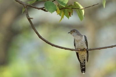 <i class='fa fa-user'></i>&nbsp;Martjan Lammertink&nbsp;|   Kortvleugelkoekoek&nbsp; <i class='fa fa-eye'>&nbsp;323</i> &nbsp;<i class='fa fa-thumbs-up'>&nbsp;6</i> &nbsp; <i class='fa fa-comment-o'>&nbsp;8</i>