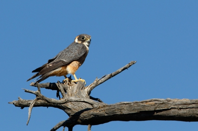 <i class='fa fa-user'></i>&nbsp;Kees de Jager&nbsp;|   Australische Boomvalk&nbsp; <i class='fa fa-eye'>&nbsp;326</i> &nbsp; <i class='fa fa-comment-o'>&nbsp;1</i>