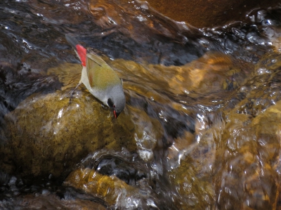 <i class='fa fa-user'></i>&nbsp;sieb&nbsp;|   Groenrugastrild&nbsp; <i class='fa fa-eye'>&nbsp;440</i> &nbsp; <i class='fa fa-comment-o'>&nbsp;13</i>