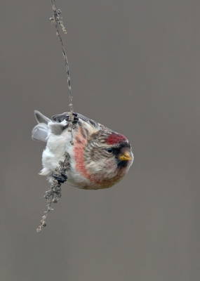 <i class='fa fa-user'></i>&nbsp;Rijn B�cude&nbsp;|   Grote Barmsijs&nbsp; <i class='fa fa-eye'>&nbsp;744</i> &nbsp;<i class='fa fa-thumbs-up'>&nbsp;24</i> &nbsp; <i class='fa fa-comment-o'>&nbsp;13</i>