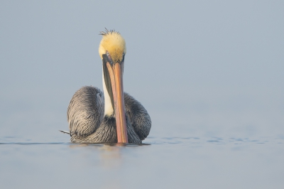 <i class='fa fa-user'></i>&nbsp;Hans Overduin&nbsp;|   Bruine Pelikaan&nbsp; <i class='fa fa-eye'>&nbsp;388</i> &nbsp;<i class='fa fa-thumbs-up'>&nbsp;10</i> &nbsp; <i class='fa fa-comment-o'>&nbsp;14</i>