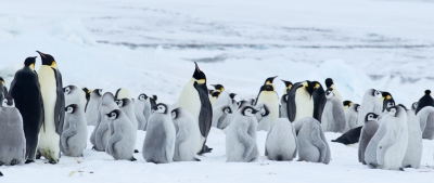 <i class='fa fa-user'></i>&nbsp;Arjen Drost&nbsp;|   Keizerspingu�n&nbsp; <i class='fa fa-eye'>&nbsp;345</i> &nbsp;<i class='fa fa-thumbs-up'>&nbsp;1</i> &nbsp; <i class='fa fa-comment-o'>&nbsp;8</i>