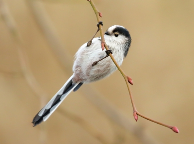 <i class='fa fa-user'></i>&nbsp;Richard Ubels&nbsp;|   Staartmees&nbsp; <i class='fa fa-eye'>&nbsp;451</i> &nbsp;<i class='fa fa-thumbs-up'>&nbsp;1</i> &nbsp; <i class='fa fa-comment-o'>&nbsp;9</i>