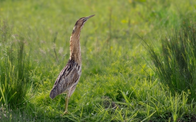 <i class='fa fa-user'></i>&nbsp;ep&nbsp;|   Roerdomp&nbsp; <i class='fa fa-eye'>&nbsp;491</i> &nbsp;<i class='fa fa-thumbs-up'>&nbsp;1</i> &nbsp; <i class='fa fa-comment-o'>&nbsp;4</i>