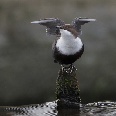 <i class='fa fa-user'></i>&nbsp;Ren�e en George&nbsp;|   Waterspreeuw&nbsp; <i class='fa fa-eye'>&nbsp;870</i> &nbsp;<i class='fa fa-thumbs-up'>&nbsp;36</i> &nbsp; <i class='fa fa-comment-o'>&nbsp;27</i>