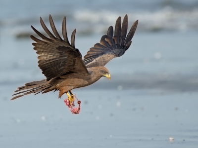 <i class='fa fa-user'></i>&nbsp;anevanrees&nbsp;|   Geelsnavelwouw&nbsp; <i class='fa fa-eye'>&nbsp;641</i> &nbsp;<i class='fa fa-thumbs-up'>&nbsp;2</i> &nbsp; <i class='fa fa-comment-o'>&nbsp;10</i>