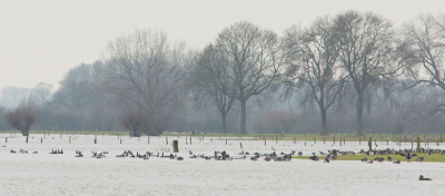 Vanwege het hoge water zijn er nu maar weinig stukjes waar de ganzen kunnen verblijven. Hier is in de verte een nog wat droger stuk weiland.