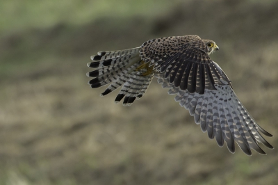 De foto is al van een paar jaar geleden, kwam hem tegen tijdens het kijken in oude maken