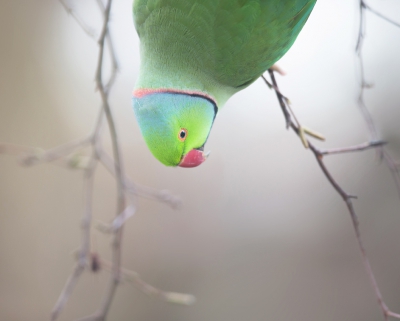 <i class='fa fa-user'></i>&nbsp;Ton D�pp&nbsp;|   Halsbandparkiet&nbsp; <i class='fa fa-eye'>&nbsp;443</i> &nbsp;<i class='fa fa-thumbs-up'>&nbsp;1</i> &nbsp; <i class='fa fa-comment-o'>&nbsp;8</i>