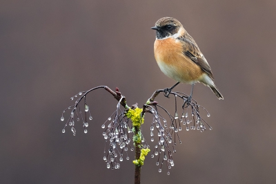 <i class='fa fa-user'></i>&nbsp;Danibabi&nbsp;|   Roodborsttapuit&nbsp; <i class='fa fa-eye'>&nbsp;776</i> &nbsp;<i class='fa fa-thumbs-up'>&nbsp;28</i> &nbsp; <i class='fa fa-comment-o'>&nbsp;14</i>