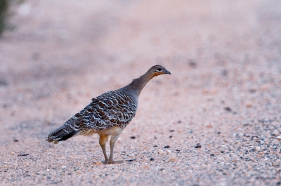 <i class='fa fa-user'></i>&nbsp;Kees de Jager&nbsp;|   Thermometervogel&nbsp; <i class='fa fa-eye'>&nbsp;295</i> &nbsp; <i class='fa fa-comment-o'>&nbsp;4</i>