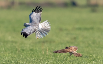 <i class='fa fa-user'></i>&nbsp;ep&nbsp;|   Blauwe Kiekendief&nbsp; <i class='fa fa-eye'>&nbsp;605</i> &nbsp;<i class='fa fa-thumbs-up'>&nbsp;1</i> &nbsp; <i class='fa fa-comment-o'>&nbsp;7</i>