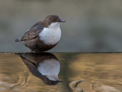 <i class='fa fa-user'></i>&nbsp;pietwil&nbsp;|   Waterspreeuw&nbsp; <i class='fa fa-eye'>&nbsp;510</i> &nbsp; <i class='fa fa-comment-o'>&nbsp;7</i>