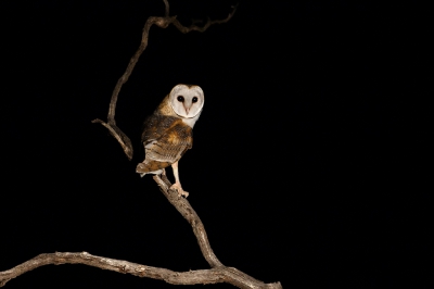 <i class='fa fa-user'></i>&nbsp;Kees de Jager&nbsp;|   Oostelijke Kerkuil&nbsp; <i class='fa fa-eye'>&nbsp;481</i> &nbsp; <i class='fa fa-comment-o'>&nbsp;8</i>