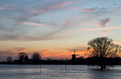 Net bij ondergaande zon stegen kauwtjes en kraaien vanuit de bomen uit de overkant op. Vogels in het landschap dus.