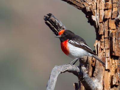 <i class='fa fa-user'></i>&nbsp;Paul van Giersbergen&nbsp;|   Roodkapvliegenvanger&nbsp; <i class='fa fa-eye'>&nbsp;417</i> &nbsp;<i class='fa fa-thumbs-up'>&nbsp;2</i> &nbsp; <i class='fa fa-comment-o'>&nbsp;3</i>
