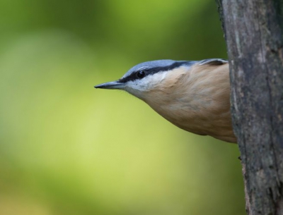 Mijn eerste foto op Birdpix. Deze foto is gemaakt in de bossen bij de Ermelosche Heide.