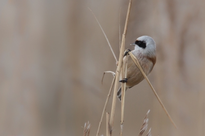 <i class='fa fa-user'></i>&nbsp;Vincent Vuik&nbsp;|   Buidelmees&nbsp; <i class='fa fa-eye'>&nbsp;546</i> &nbsp;<i class='fa fa-thumbs-up'>&nbsp;4</i> &nbsp; <i class='fa fa-comment-o'>&nbsp;10</i>