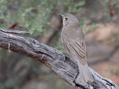 <i class='fa fa-user'></i>&nbsp;Paul van Giersbergen&nbsp;|   Zwartteugelfluiter&nbsp; <i class='fa fa-eye'>&nbsp;267</i> &nbsp; <i class='fa fa-comment-o'>&nbsp;1</i>