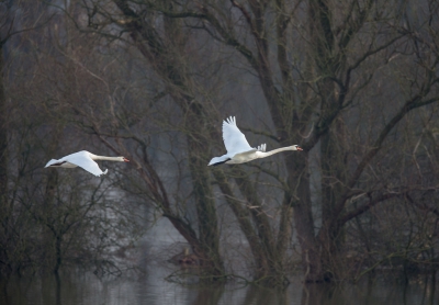 <i class='fa fa-user'></i>&nbsp;vanmarle&nbsp;|   Knobbelzwaan&nbsp; <i class='fa fa-eye'>&nbsp;305</i> &nbsp;<i class='fa fa-thumbs-up'>&nbsp;3</i> &nbsp; <i class='fa fa-comment-o'>&nbsp;4</i>