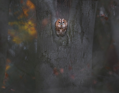 <i class='fa fa-user'></i>&nbsp;thijsglastra&nbsp;|   Bosuil&nbsp; <i class='fa fa-eye'>&nbsp;1023</i> &nbsp;<i class='fa fa-thumbs-up'>&nbsp;21</i> &nbsp; <i class='fa fa-comment-o'>&nbsp;28</i>