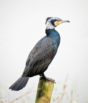 Een buitenkansje, deze aalscholver dicht aan de kant op een paaltje met juist genoeg ruimte tussen het riet.