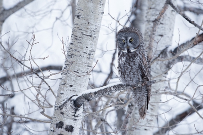 <i class='fa fa-user'></i>&nbsp;jan Luit&nbsp;|   Grote Grijze Uil&nbsp; <i class='fa fa-eye'>&nbsp;537</i> &nbsp;<i class='fa fa-thumbs-up'>&nbsp;14</i> &nbsp; <i class='fa fa-comment-o'>&nbsp;17</i>