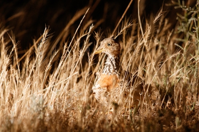 <i class='fa fa-user'></i>&nbsp;Kees de Jager&nbsp;|   Trapvechtkwartel&nbsp; <i class='fa fa-eye'>&nbsp;309</i> &nbsp; <i class='fa fa-comment-o'>&nbsp;3</i>