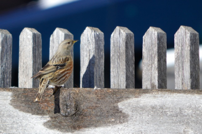 Tijdens een winterwandeling kwam ik deze alpenheggenmus tegen. Ik vind de kleuren van de vogel en het hek mooi bij elkaar passen.